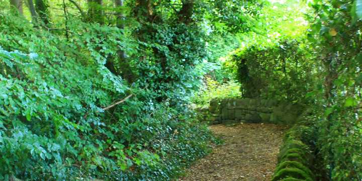 Adel Woods (2) – EDIT